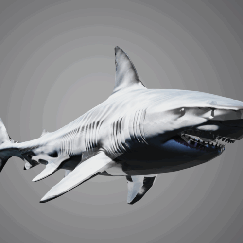 Requin Réaliste 3D - Fichier STL
