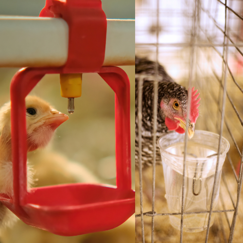 Impression 3D et Agriculture : Améliorer les Équipements pour Vos Poules